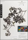 Foto von Salix myrsinifolia Salisb.